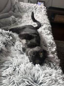 NORI -  Domestic Short Hair Cat for Adoption in Broomfield, Colorado - NORI | PetCurious