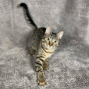 Domestic Short Hair Cats Available for Adoption in Social Circle, Georgia - Fleetwood - Andrea Foster | PetCurious