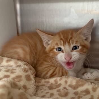 Topaz -  Domestic Medium Hair Cat for Adoption in Cedaredge, Colorado - Topaz | PetCurious