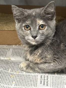 Shay -  Domestic Short Hair Cat for Adoption in Morristown, New Jersey - Shay | PetCurious