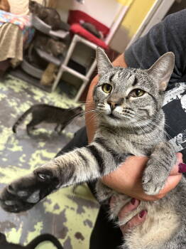 Rescue Domestic Short Hair Cats for Adoption in Jackson, Mississippi - Masseratti | PetCurious