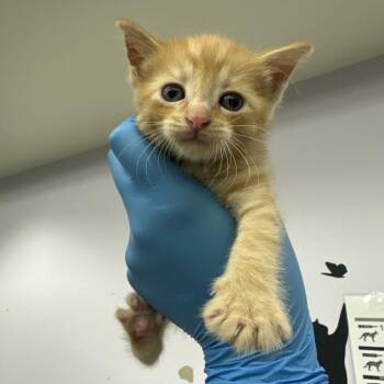 Sol -  Domestic Medium Hair Cat for Adoption in Los Angeles, California - Sol | PetCurious