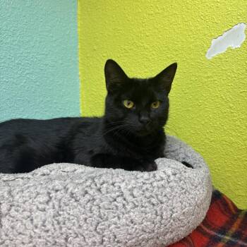 Domestic Short Hair Cats Available for Adoption - Princess Mindy | PetCurious