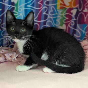 Glynn -  Domestic Short Hair Cat for Adoption - Glynn | PetCurious