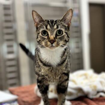 June -  Domestic Short Hair Cat for Adoption in Nashville, Indiana - June | PetCurious