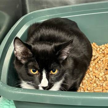 Chloe -  Domestic Short Hair Cat for Adoption in Chehalis, Washington - Chloe | PetCurious