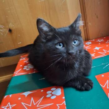 AJ -  Domestic Short Hair Cat for Adoption in Grantsville, Utah - AJ | PetCurious