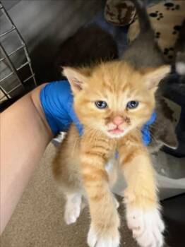 Domestic Short Hair Cats Available for Adoption in Woodland, California - *SUSHI | PetCurious
