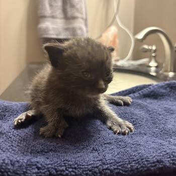 Drax the Destroyer -  Domestic Short Hair Cat for Adoption in Chaska, Minnesota - Drax The Destroyer | PetCurious