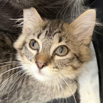 Piccata -  Domestic Medium Hair Cat for Adoption in Gainesville, Florida - Piccata | PetCurious
