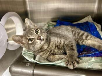 Adam -  Domestic Short Hair Cat for Adoption in Fruit Heights, Utah - Adam | PetCurious