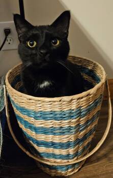 Judah -  Domestic Short Hair Cat for Adoption in Winchester, Tennessee - Judah | PetCurious