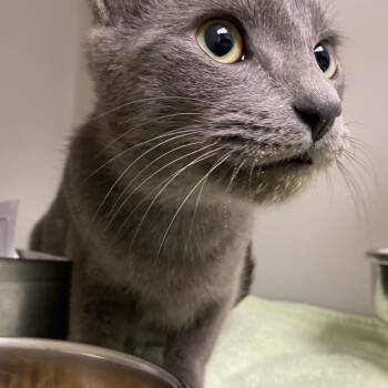 Rescue Domestic Short Hair Cats for Adoption in Harrisonburg, Virginia - 69358 | PetCurious