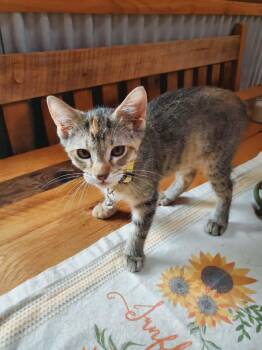 Starfish -  Domestic Short Hair Cat for Adoption in Manhattan, Kansas - Starfish | PetCurious