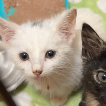 Rescue Domestic Short Hair Cats for Adoption in Lakeland, Florida - Pearl | PetCurious