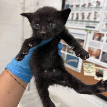 Domestic Short Hair Cats Available for Adoption in San Antonio, Texas - Luxe L1 | PetCurious