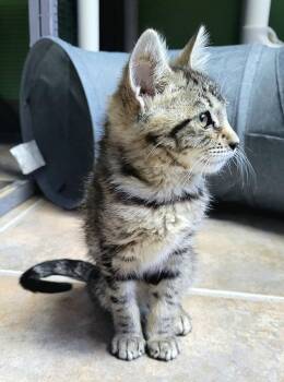 Buddy -  Domestic Short Hair Cat for Adoption in Green Valley, Arizona - Buddy | PetCurious