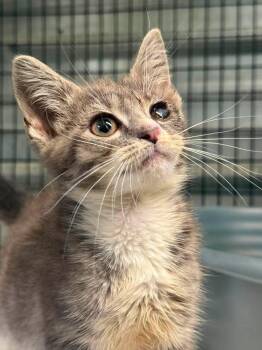 Calypso -  Domestic Long Hair Cat for Adoption in Shelbyville, Tennessee - Calypso | PetCurious