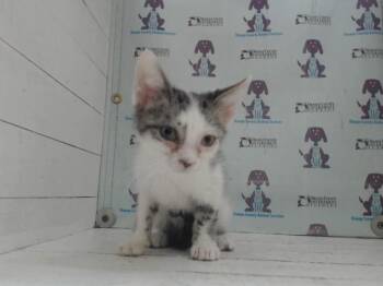 TRUFFLE -  Domestic Short Hair Cat for Adoption in Orlando, Florida - TRUFFLE | PetCurious