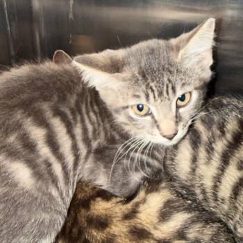 Publix -  Domestic Short Hair Cat for Adoption in Morganton, North Carolina - Publix | PetCurious