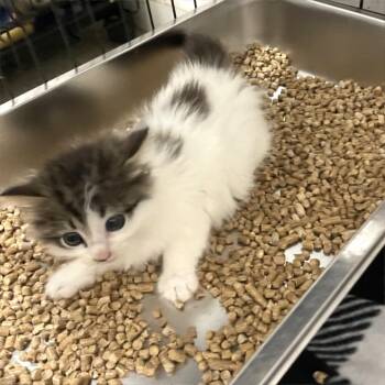 Domestic Medium Hair Cats Available for Adoption - She-Ra: Princess Of Power | PetCurious