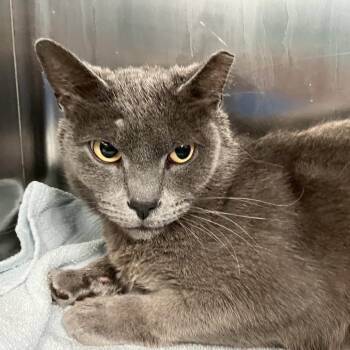 Domestic Short Hair Cats Available for Adoption - Sir Maxim | PetCurious