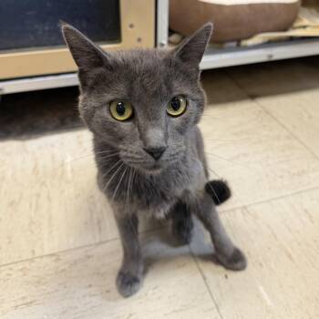 Misty Morning  - Butler Campus -  Domestic Short Hair Cat for Adoption in Flagstaff, Arizona - Misty Morning  - Butler Campus | PetCurious