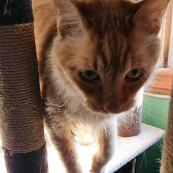 Domestic Long Hair Cats Available for Adoption - Ziggy | PetCurious