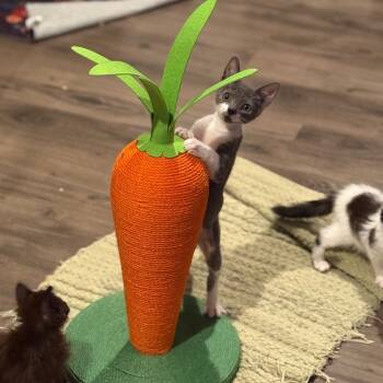 Rescue Domestic Short Hair Cats for Adoption in Port Richey, Florida - Roger | PetCurious