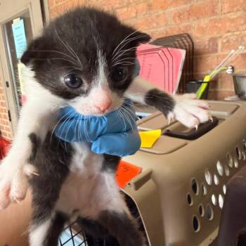 Tazzy -  Domestic Short Hair Cat for Adoption in Birmingham, Alabama - Tazzy | PetCurious