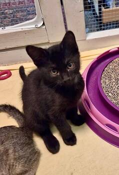 Pinto Bean -  Domestic Short Hair Cat for Adoption in Green Valley, Arizona - Pinto Bean | PetCurious