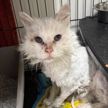 Betty White -  Domestic Medium Hair Cat for Adoption in Kanab, Utah - Betty White | PetCurious
