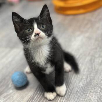 Piano -  Domestic Short Hair Cat for Adoption in Ridgely, Maryland - Piano | PetCurious