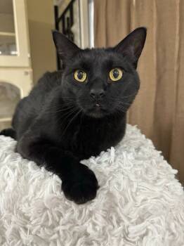 Rescue Domestic Short Hair Cats for Adoption in Ballwin, Missouri - Ebony F/k/a Jax | PetCurious
