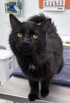 Speedy -  Domestic Medium Hair Cat for Adoption in Saint Paul, Minnesota - Speedy | PetCurious