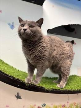 Annie -  Domestic Short Hair Cat for Adoption in East Brookfield, Massachusetts - Annie | PetCurious