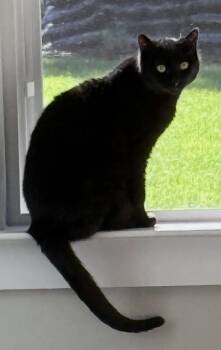 Rescue Domestic Short Hair Cats for Adoption in Mount Pleasant, South Carolina - Gracie | PetCurious