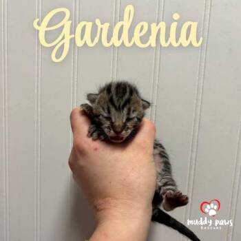 Domestic Short Hair Cats Available for Adoption - Shrub Litter:   Gardenia | PetCurious