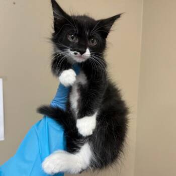 Dustin -  Domestic Short Hair Cat Available for Adoption in Birmingham, Alabama - Dustin | PetCurious