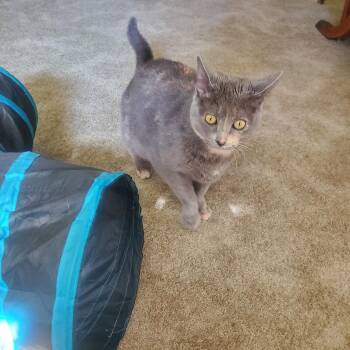ANGEL (FRONT PAW DECLAW) -  Domestic Short Hair Cat for Adoption in Northfield, Ohio - ANGEL (FRONT PAW DECLAW) | PetCurious