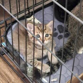 Enoki -  Domestic Short Hair Cat for Adoption in Dallas, Texas - Enoki | PetCurious