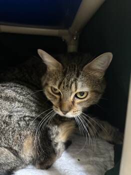 Rescue Domestic Short Hair Cats for Adoption in Fort Walton Beach, Florida - Lucy | PetCurious