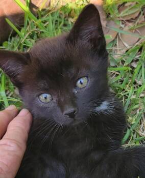Domestic Short Hair Cats Available for Adoption in Greenville, North Carolina - Oliver | PetCurious