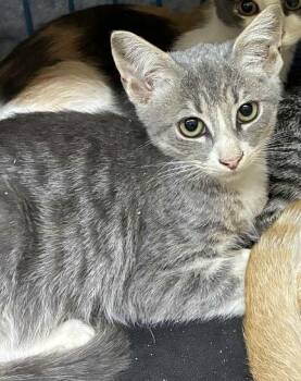 Rescue American Shorthair Cats for Adoption in Hartford, Alabama - Oliver | PetCurious
