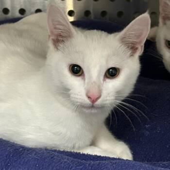 7. MC Flurry Roswell -  Domestic Short Hair Cat for Adoption in Denver, Colorado - 7. MC Flurry Roswell | PetCurious