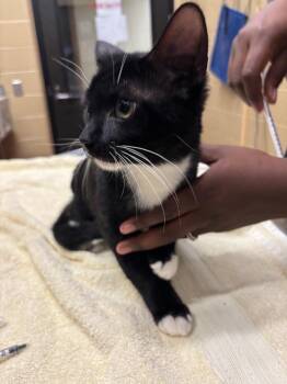 Grimm -  Domestic Medium Hair Cat for Adoption in Douglasville, Georgia - Grimm | PetCurious