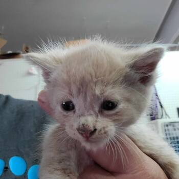 Rescue Domestic Short Hair Cats for Adoption in Hemet, California - Yeezy | PetCurious