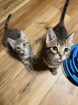 Rescue Domestic Short Hair Cats for Adoption in Leetonia, Ohio - Captain And Dock | PetCurious