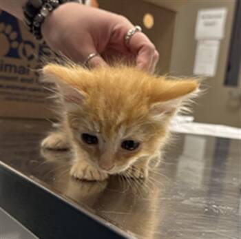 Rescue Domestic Short Hair Cats for Adoption in Ontario, California - BEANIE- IN FOSTER | PetCurious