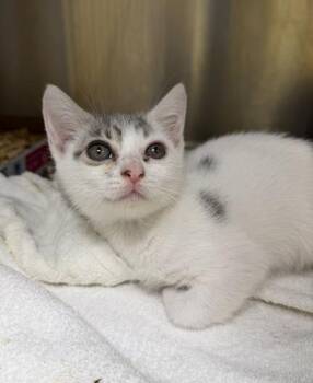 Momo -  Domestic Short Hair Cat for Adoption in Honolulu, Hawaii - Momo | PetCurious